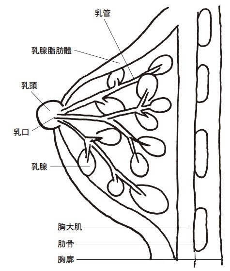女性的乳房構造