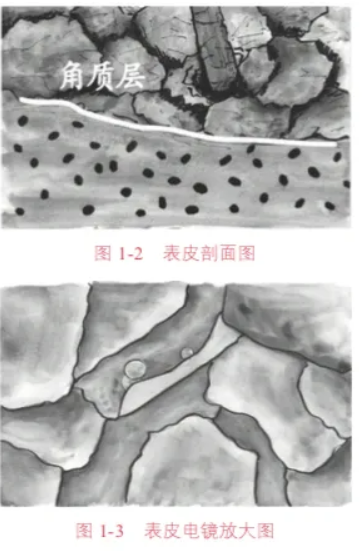 表皮剖面圖